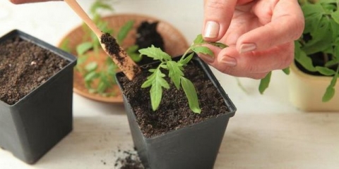 Kako zaustaviti rast rasada paradajza